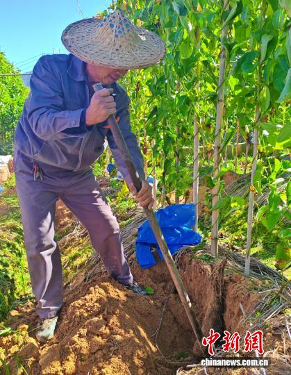 威力财 （乡村行·看振兴）一颗糯米薯的“增值之路” ：福建柘荣小特产撬动乡村大产业